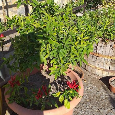 סקפאטי Appartamento House Ida מראה חיצוני תמונה